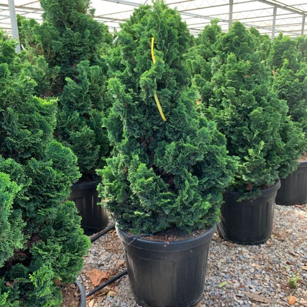 Chamaecyparis obtusa 'Nana Gracilis' (Školjkasta pacipresa)