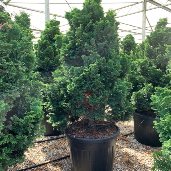 Chamaecyparis obtusa 'Nana Gracilis' (Školjkasta pacipresa)