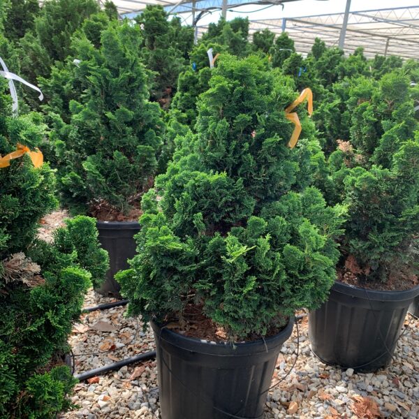 Chamaecyparis obtusa 'Nana Gracilis' (Školjkasta pacipresa)
