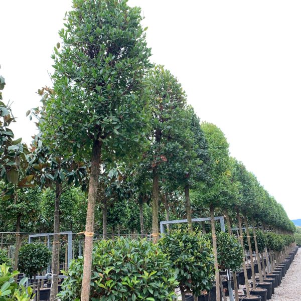 Arbutus unedo (Navadni jagodnjak)