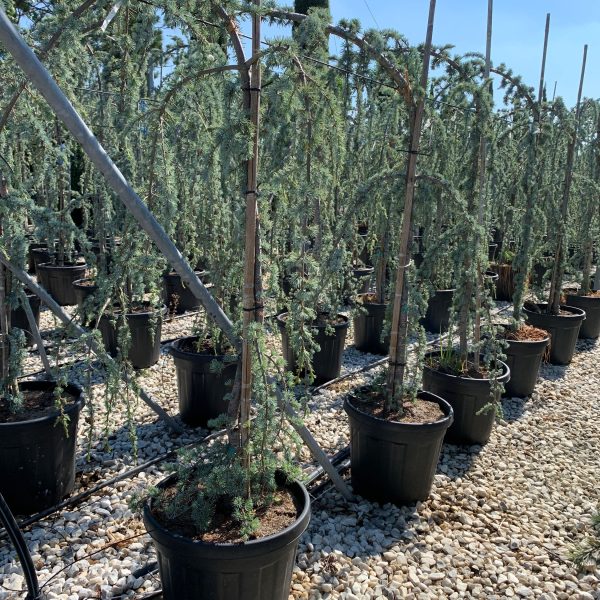 Cedrus atlantica 'Glauca Pendula' (Povešava atlaška cedra)