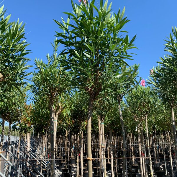 Nerium oleander 'ROSA SEMPLICE'