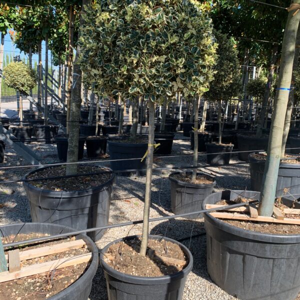 Ilex aquifolium 'ARGENTEOMARGINATA'