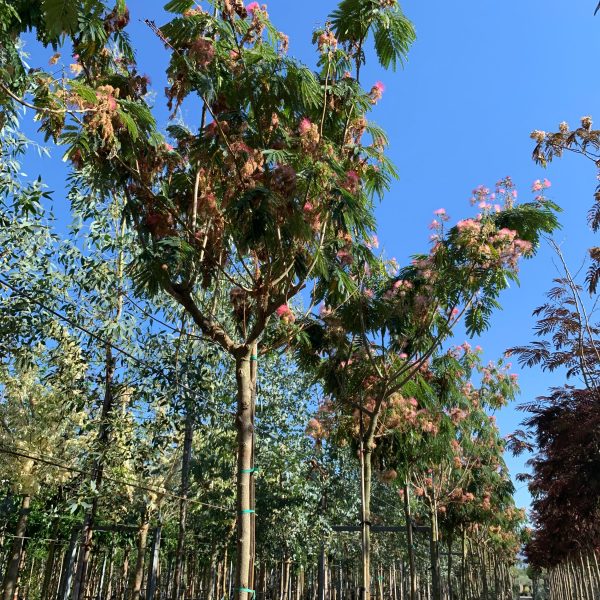 Albizia julibrissin 'Ombrella' (Albicija)