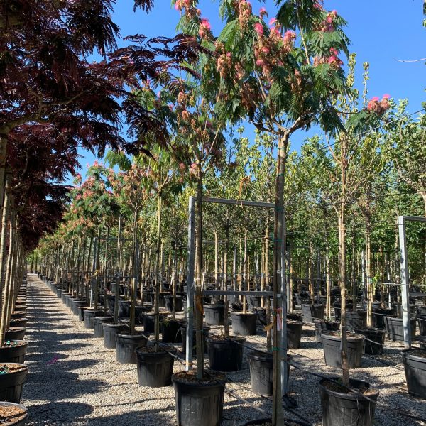 Albizia julibrissin 'Ombrella' (Albicija)