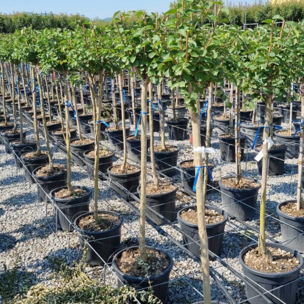 Lagerstroemia indica 'ROSEA'
