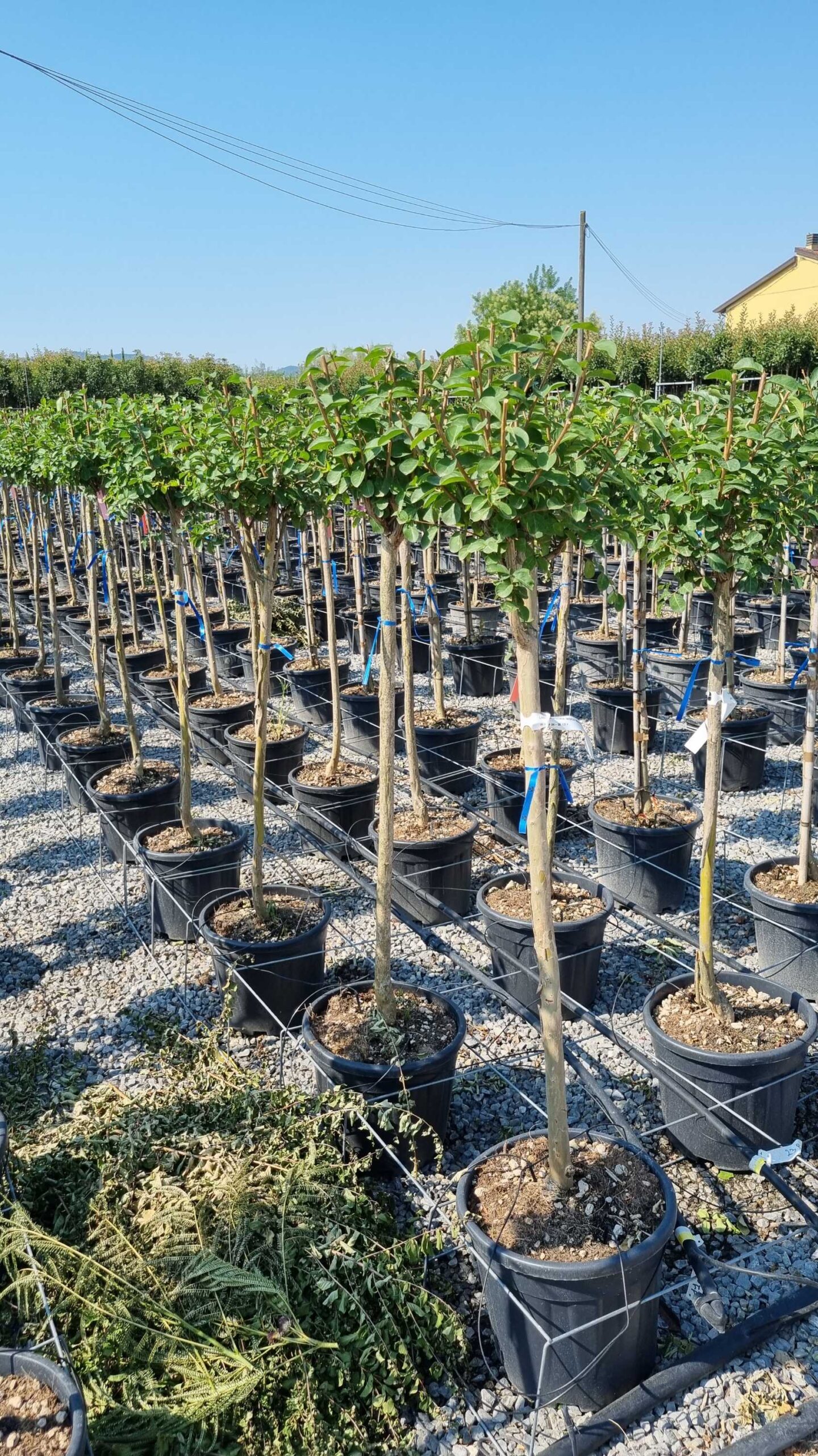 Lagerstroemia indica 'ROSEA' Lagerstroemia indica 'ROSEA' - slika 1