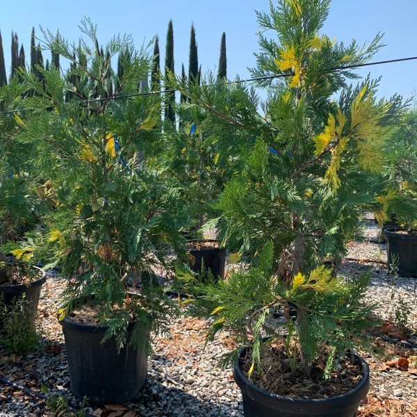 Calocedrus decurrens 'Aureovariegata' (Kalocedrus)