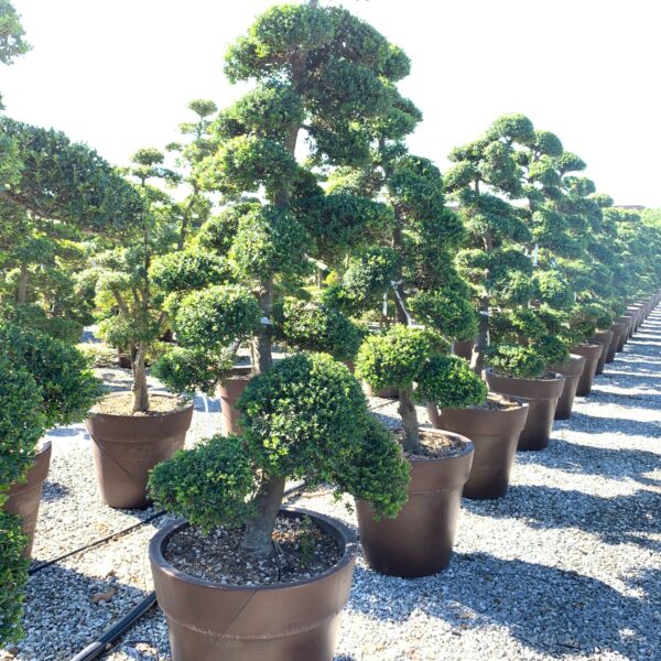 Ilex crenata 'KINME'