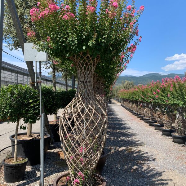 Lagerstroemia indica 'ROSEA'