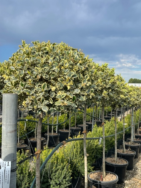 Ilex aquifolium 'ARGENTEOMARGINATA' Ilex aquifolium 'ARGENTEOMARGINATA' - slika 1