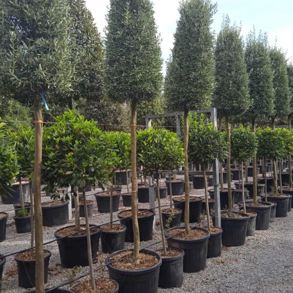 Olea europaea 'CIPRESSINO'