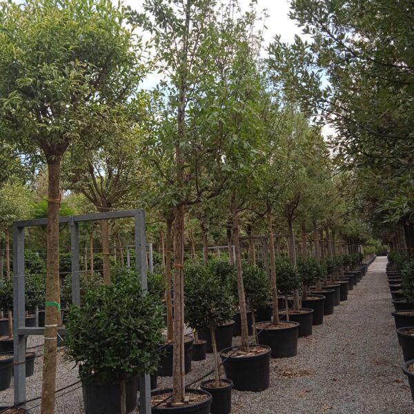 Quercus × HISPANICA ''WAASLAND'