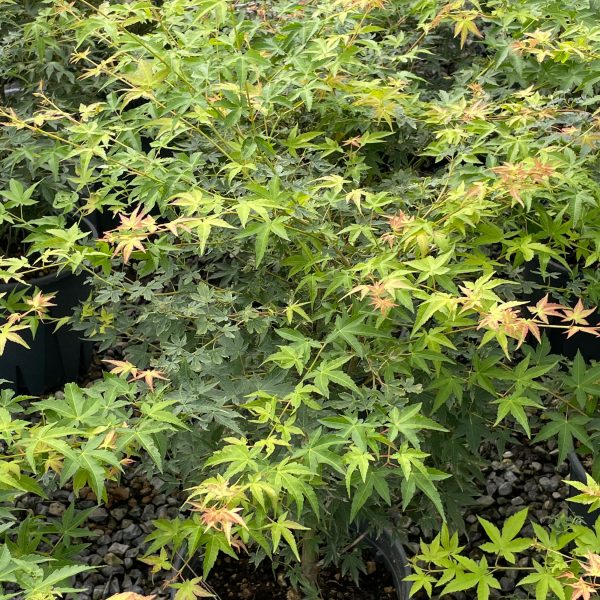 Acer palmatum 'Katsura' (Pahljačasti javor)