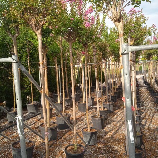 Lagerstroemia indica 'ROSEA'