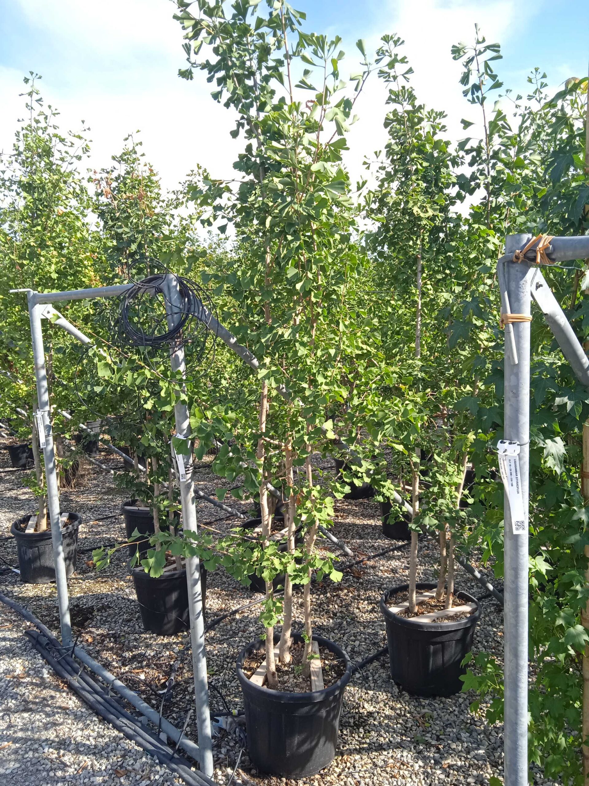 Ginkgo biloba Ginkgo biloba - slika 1