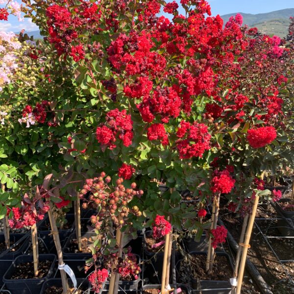 Lagerstroemia × DYNAMITE