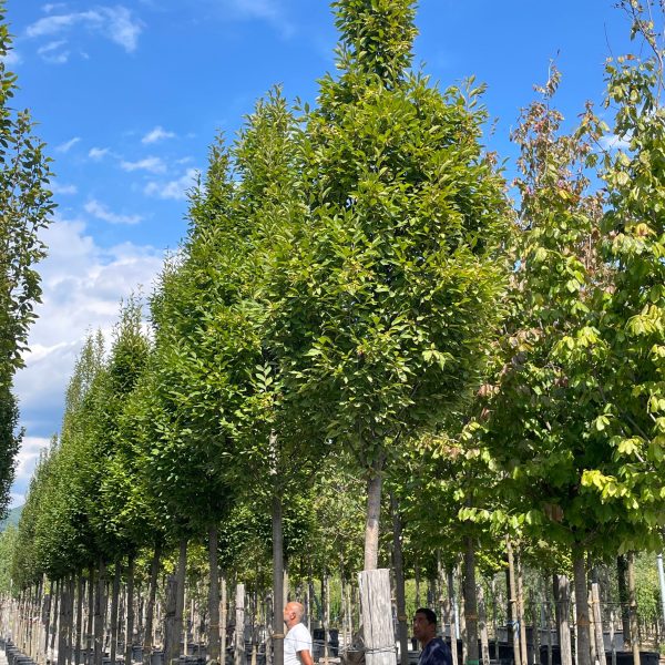 Carpinus betulus 'Fastigiata' (Stebrasti gaber)