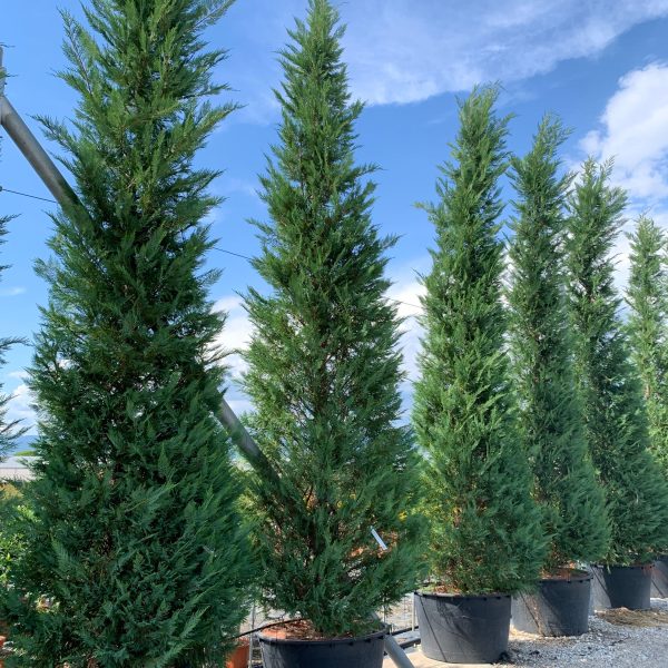 Cupressocyparis leylandii (Lejlandova cipresa)
