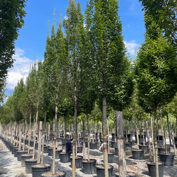 Carpinus betulus 'Fastigiata' (Stebrasti gaber)