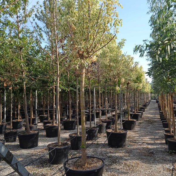 Acer negundo 'Variegatum' (Pisanolistni ameriški javor)