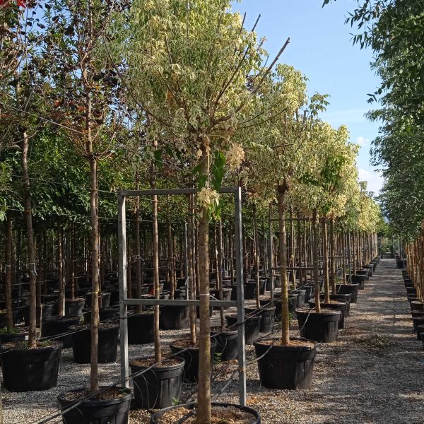 Acer negundo 'Variegatum' (Pisanolistni ameriški javor)