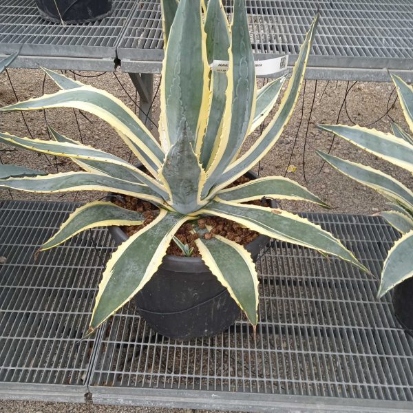 Agave americana 'Variegata' (Agava americana)