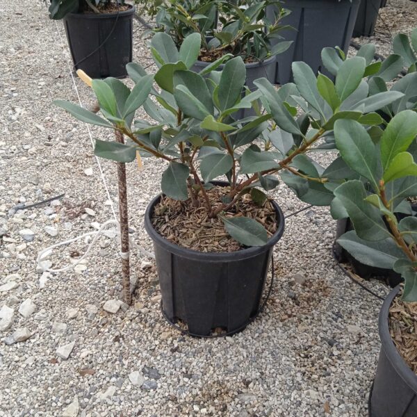 Rhaphiolepis indica 'SPRINGTIME'