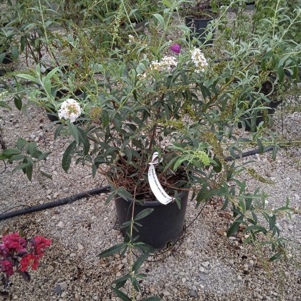 Buddleja davidii 'White Profusion' (Metuljnik)