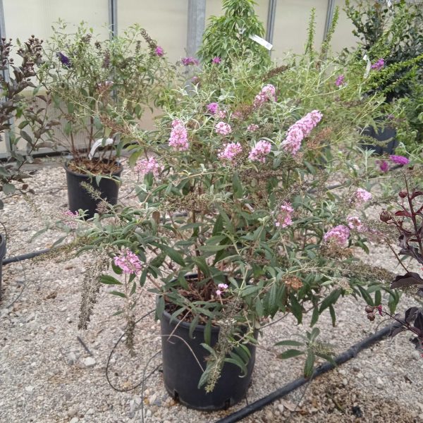Buddleja davidii 'Black Knight' (Metuljnik)