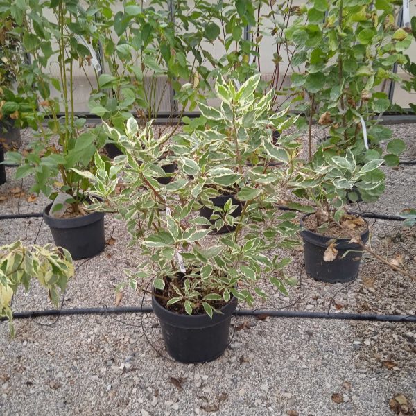 Cornus alba 'Elegantissima' (Beli dren)