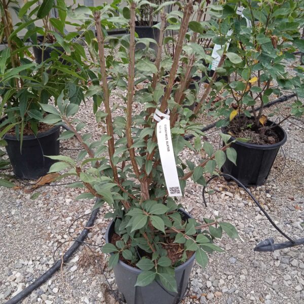Euonymus alatus (Krilata trdoleska)