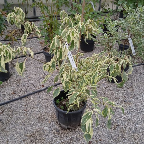 Cornus controversa 'Variegata' (Pisanolistni dren)