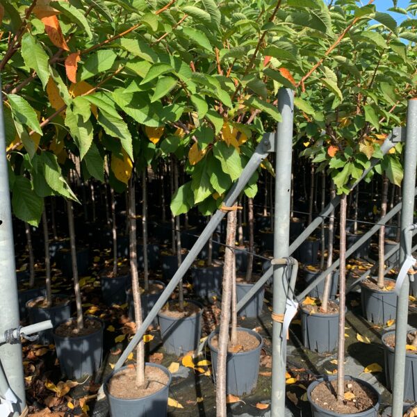 Prunus avium 'BIGARREAU NAPOLEON'
