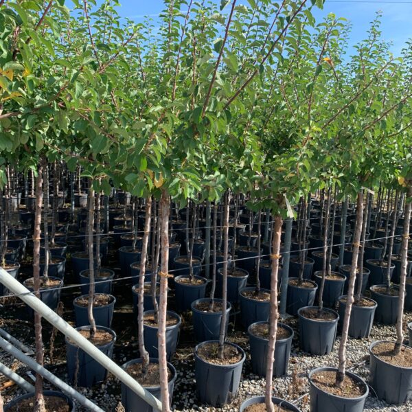 Prunus sativa 'MIRABELLE DE NANCY'