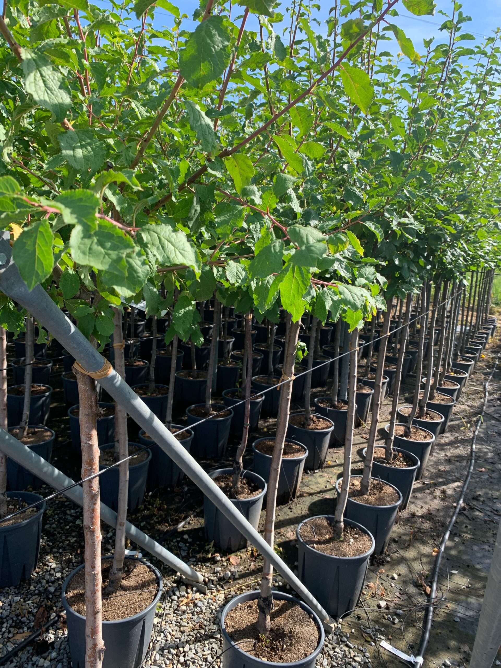 Prunus sativa 'QUETCHE D'ALSACE' Prunus sativa 'QUETCHE D'ALSACE' - slika 1