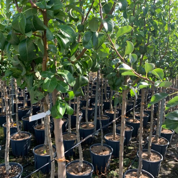Pyrus communis 'BEURRE HARDY'