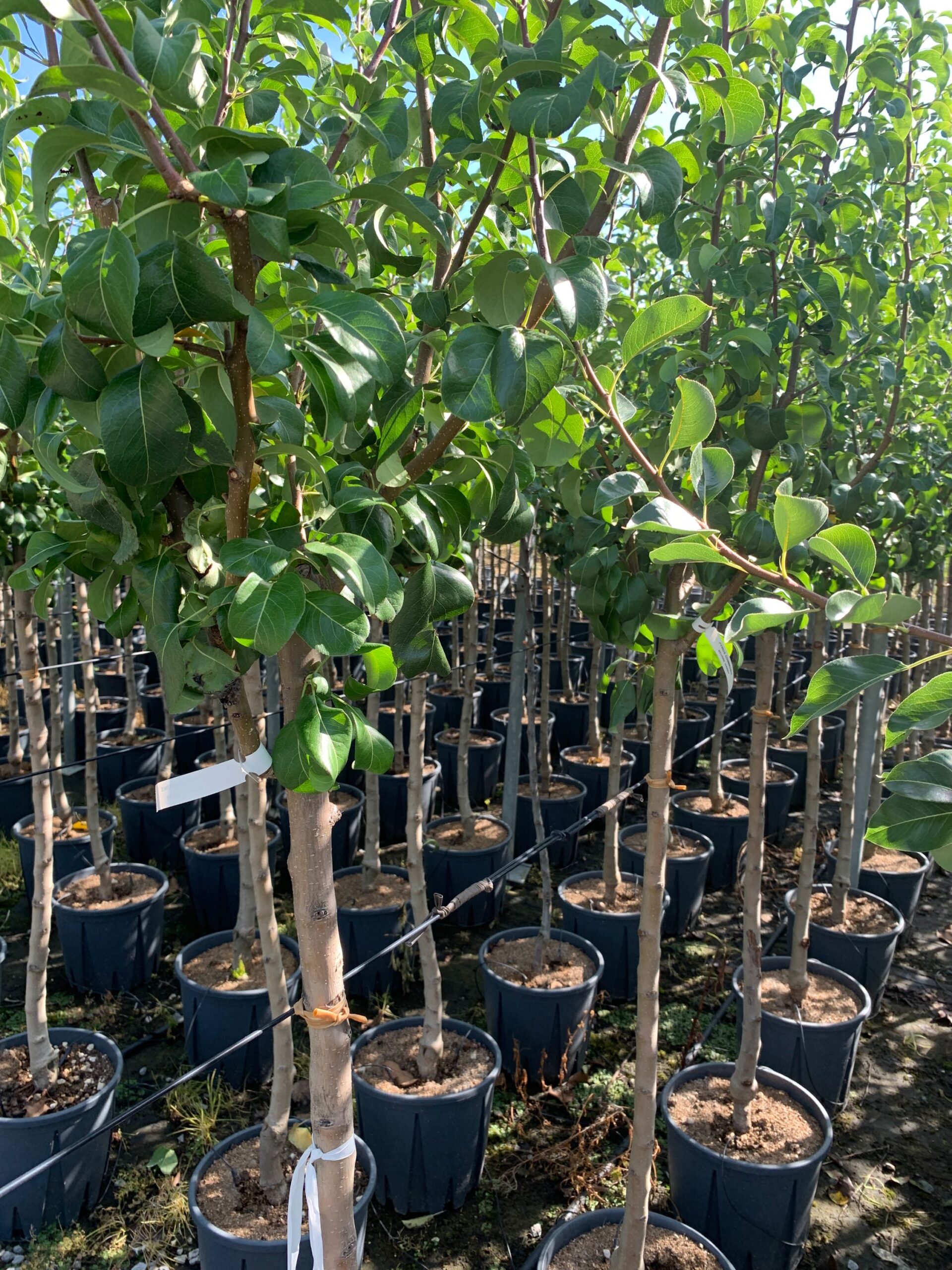 Pyrus communis 'BEURRE HARDY' Pyrus communis 'BEURRE HARDY' - slika 1