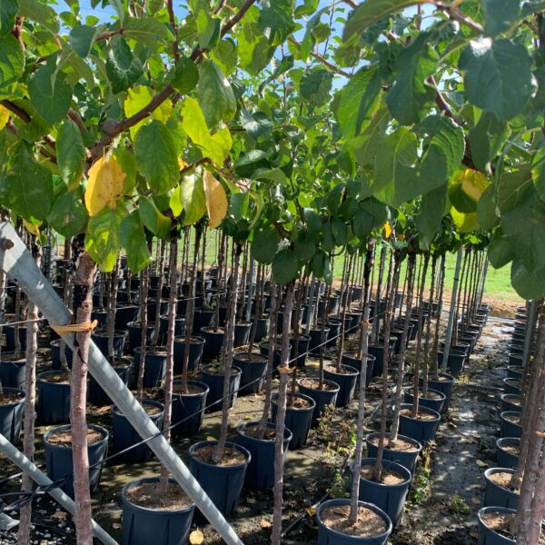 Prunus sativa 'REINE CLAUDE D'OUILLINS'