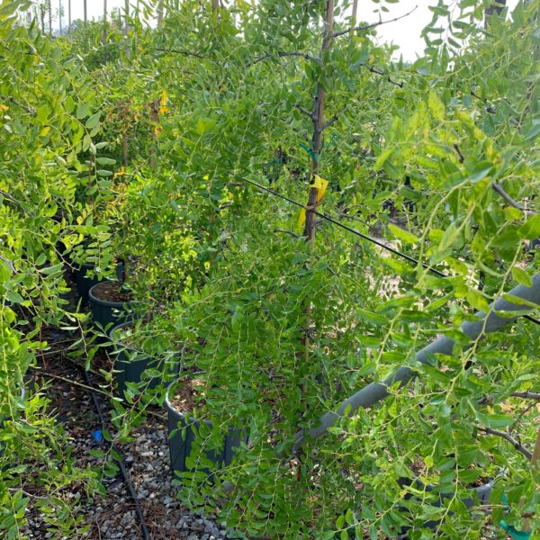 Ziziphus sativa