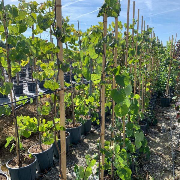 Cercis canadensis 'LAVENDER TWIST'