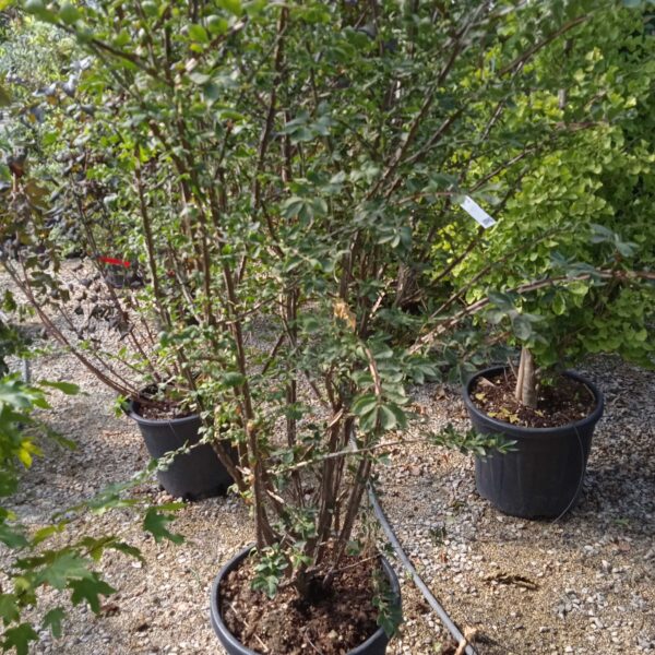 Euonymus alatus (Krilata trdoleska)
