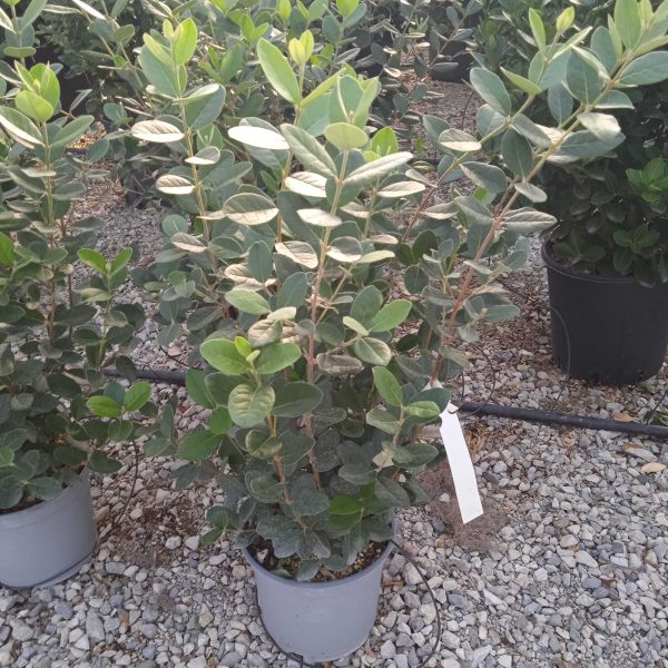 Feijoa sellowiana (Ananasova guava)