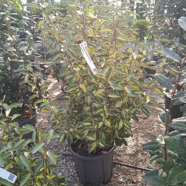 Eleagnus x ebbingei 'Limelight' (Pisanolistni oljkovec)