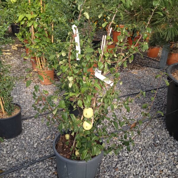 Chaenomeles japonica 'GRAND RUBRA'