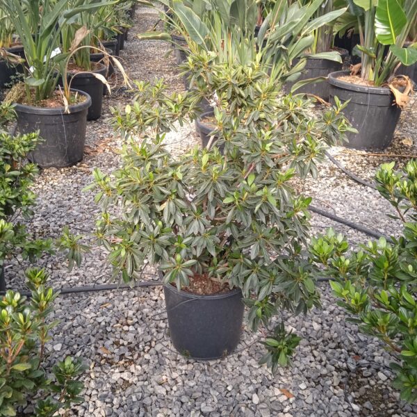 Azalea japonica 'Amoena' (Azaleja)