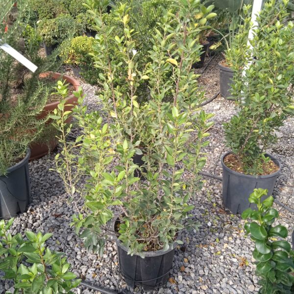 Rhamnus alaternus