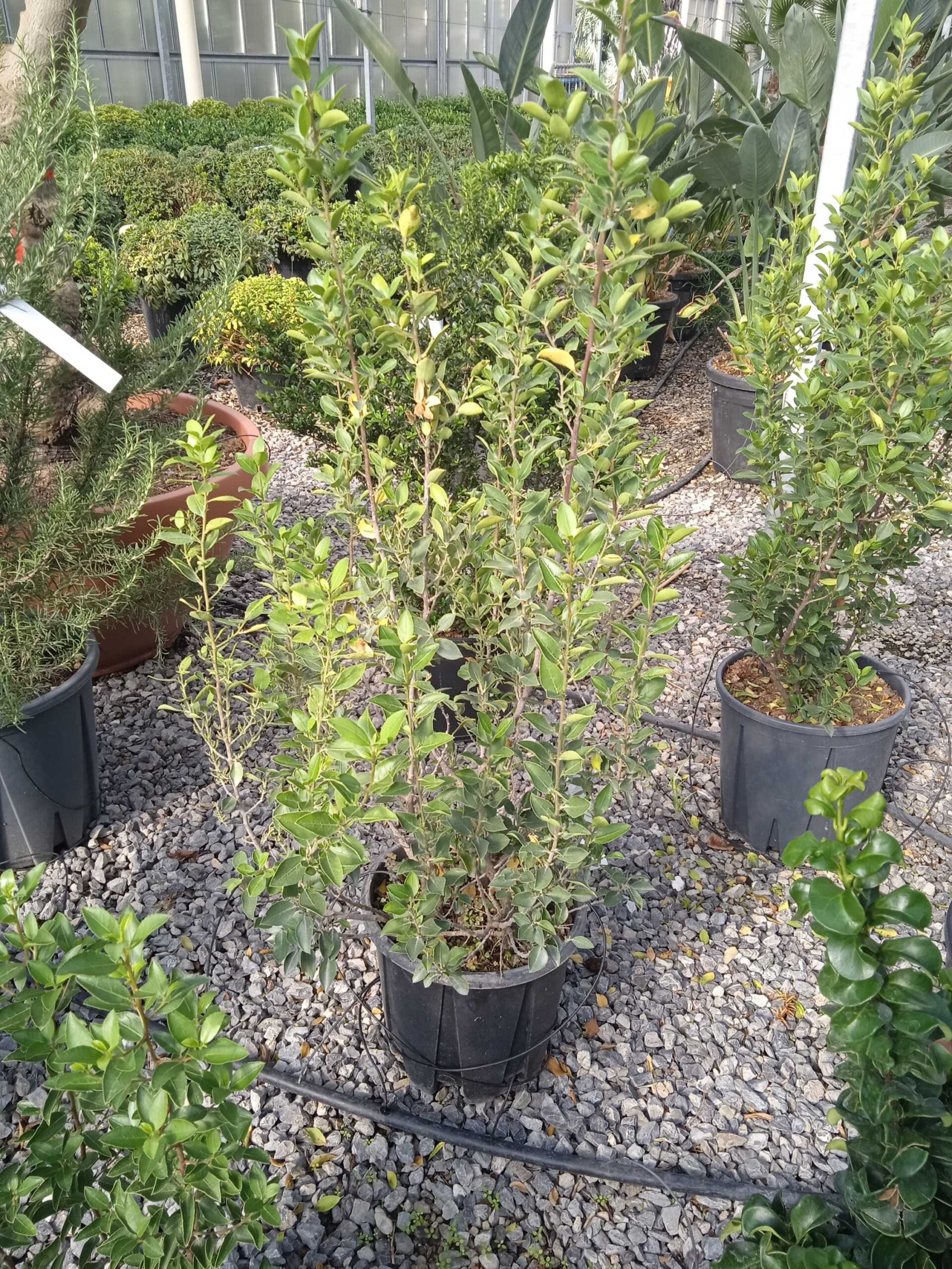 Rhamnus alaternus Rhamnus alaternus - slika 1
