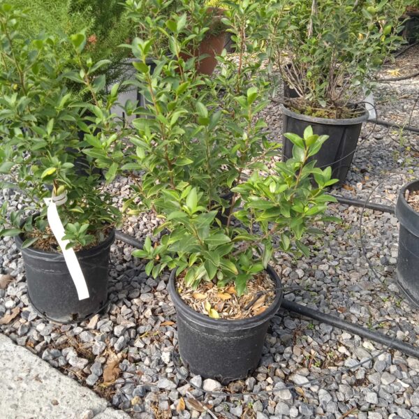 Rhamnus alaternus
