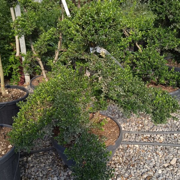 Ilex crenata 'KINME'